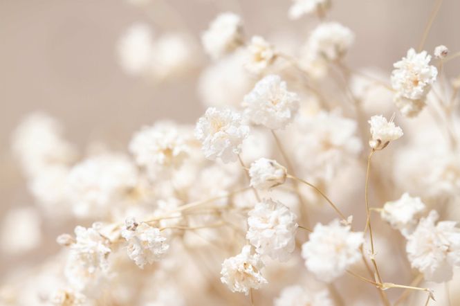 Hovedbilde Poster - Hvite Blomster (liggende)