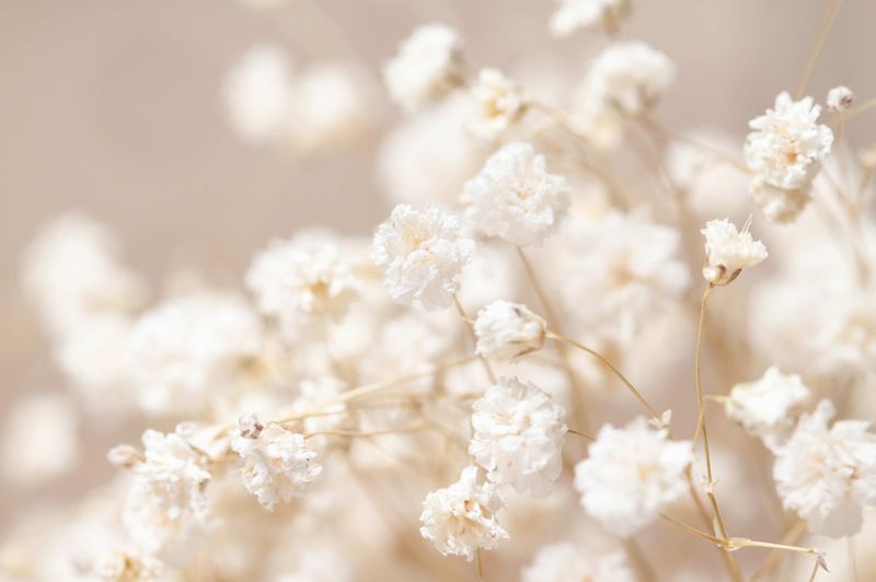 Poster - Hvite Blomster (liggende)