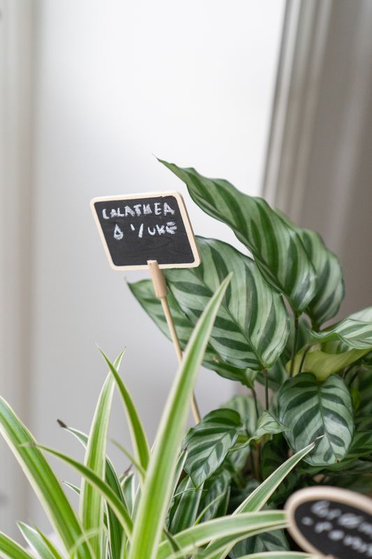Planteskilt Rektangel m/Kritt